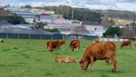 En Bergondo la estampa de varias vacas cachenas, con sus cras, contrastan con las naves del polgono industrial