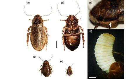 Ejemplares de cucaracha langosta