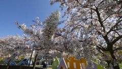 �rboles en flor estos d�as en Carballo.