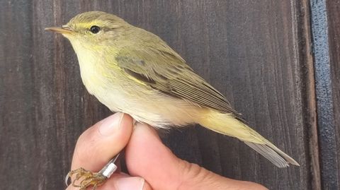 Mosquitero ibérico