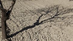 La sombra de un almendro se proyectaba la semana pasada sobre la tierra seca de Orihuela.