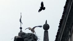 Acoso entre aves. As fotos recollen diferentes momentos do acoso dun dos corvos que ani�an na Compa��a � cego�a que a s�a vez trata de constru�r o seu ni�o no pin�culo da igrexa dos Escolapios, a aproximadamente vinte metros de altura. 