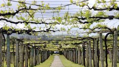 Las ayudas a la reestructuraci�n de vi�edo buscan ayudar a adaptar este cultivo al cambio clim�tico