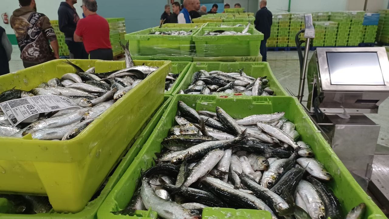 Cerqueros venden en dos días 387 toneladas de bocarte, jurel y sardina en la lonja de A Coruña