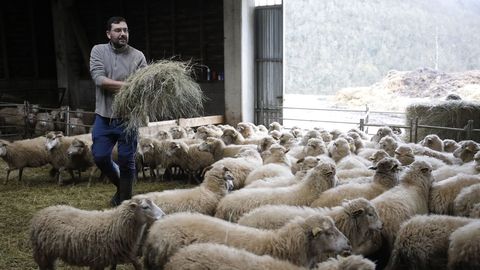A explotacin de Alberto suma mis de 300 cabezas e usa os propios recursos que d o monte