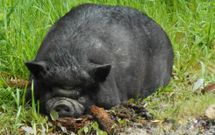 El cerdo capturado en Mea�o ha sido trasladado al centro de recuperaci�n de Cotorredondo. 