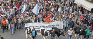 Ganaderos con las novillas de Manteiga y el mismo, Santalla, medio gobierno de Lal�n y reconocidos ganaderos, copan la foto. 