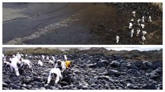 La imagen superior de las labores de limpieza en Per� recuerda, salvando las distancias, la ingente labor de los voluntarios durante la marea negra del Prestige. stinger EFE / j.m casal