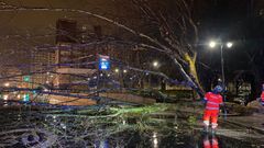 Ca�da de un �rbol en la calle de San Bernardo, en Gij�n, debido al temporal