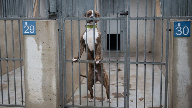 Foto de un perro en el Centro de Protecci�n Animal de Madrid Salud