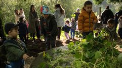 Alumnos del CRA de Rianxo identificaron y arrancaron capuchinas