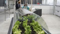 Pacientes de Psiquiatr�a cultivan un huerto terap�utico en la cubierta saludable del CHUO