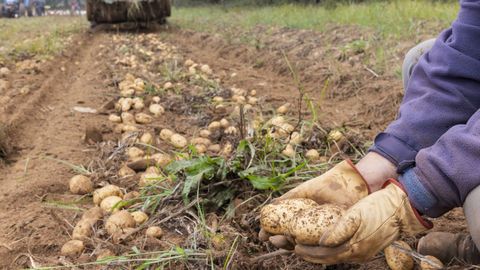 Los trabajos de recogida ya empezaron en algunas fincas de Coristanco