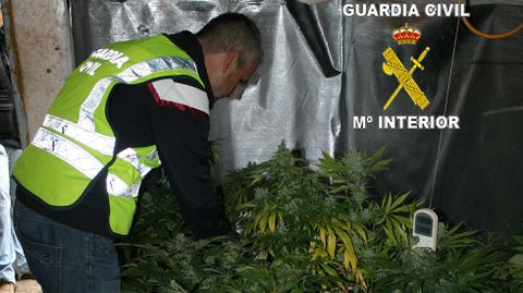 Plantaci�n de marihuana