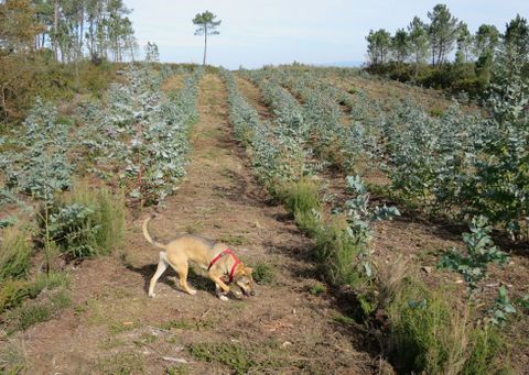 Nueva plantaci�n de eucaliptos en el Monte da Serra, en Chantada. 