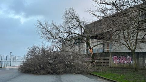 En el parque de San Diego, delante del polideportivo, se cay� a causa del viento parte de un �rbol