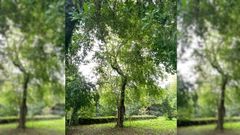 Manzano del �rbol de Goi�ns que opta a entrar en el cat�logo