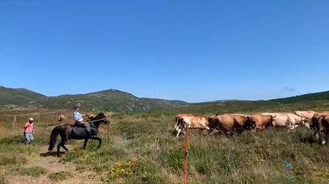 Trashumancia de ganado de Luis Vaqueiro desde A Lama hasta Avi�n