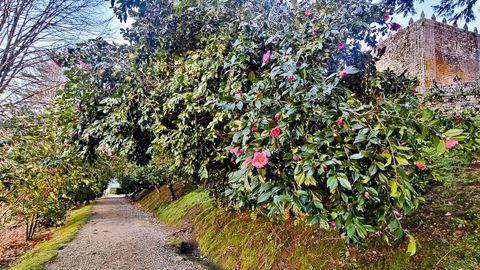 �rboles de camelias en los jardines del castillo de Soutomaior