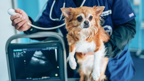 Imagen de archivo de una chihuahua en el veterinario.