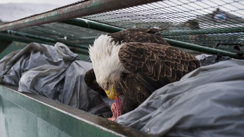 Fotograf�a cedida por la organizaci�n World Press Photo que muestra la imagen captada por el fot�grafo Corey Arnold, ganador del primer premio de la categor�a �Nature - Singles�. La foto muestra una �guila calva mientras se deleita con restos de carne en los contenedores de basura de un supermercado en Dutch Harbor, Alaska, EE.UU., el 14 de febrero del 2017.
