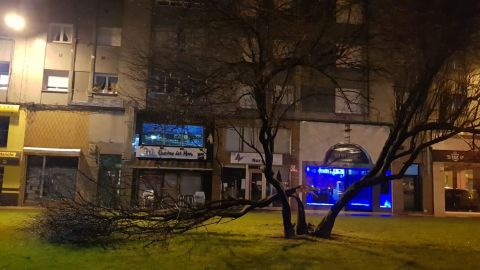 Un rbol afectado por el temporal en Gijn