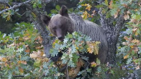 Oso pardo