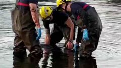 Delf�n varado en el r�o de Catoira