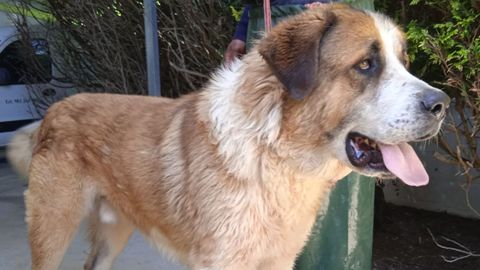 Ponte, un mix de San Bernardo, que apareci vagando solo en Pontedeume y se encuentra en adopcin en Servigal (en Abegondo)