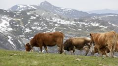 El ganado vacuno de carne es la basa de cooperativas como A Carqueixa, con sede en Os Ancares.