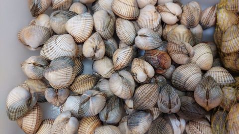 Beberechos, entre los 8 y los 22 euros el kilo, dependiendo de su tama�o en las plazas