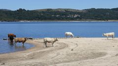 Varias vacas se refrescan en el embalse de Salas, muy bajo de capacidad, en el concello de Mu��os.