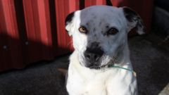 C�sper est� en Lugo y busca una familia que lo adopte