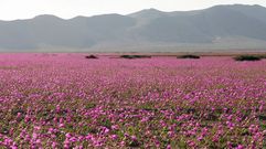 Bell�simo florecimiento del desierto de Atacama por las intensas lluvias y la falta de heladas