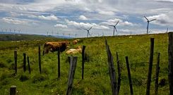 Los ganaderos est�n preocupados por la aparici�n de reses muertas en la sierra de A Capelada. 