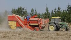 Imagen de archivo de la recogida de patata en A Limia