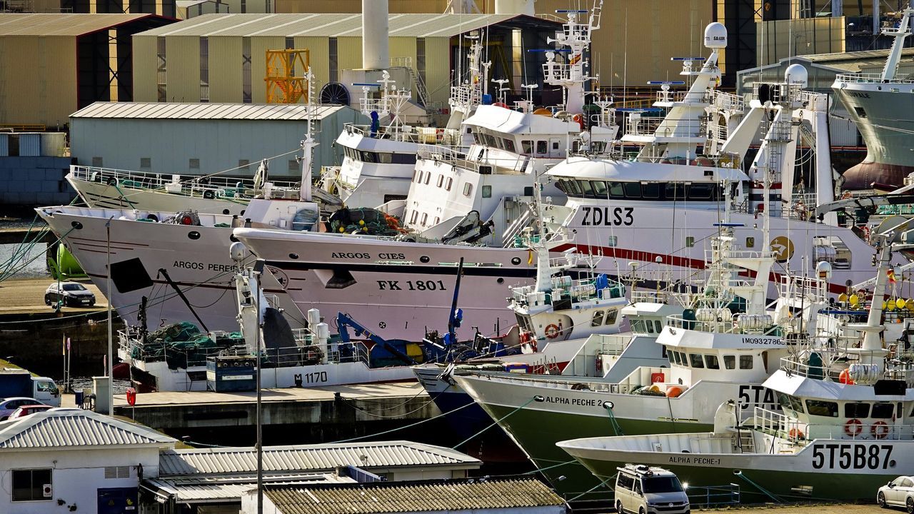 La flota gallega en Malvinas regresa con más de 42.000 toneladas de calamar patagónico