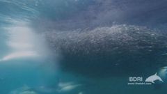 Documentado por primera vez uno de los festines m�s espectaculares de nuestros mares: �La migraci�n del lanz�n�