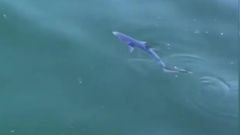 Cr�a de tibur�n azul en el puerto de Bueu