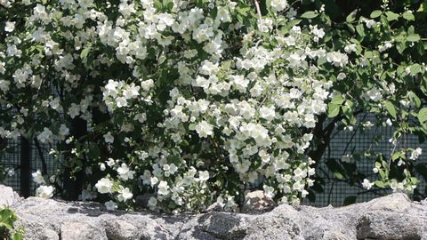 Os estripos cobren de branco n&iacute;veo os territorios