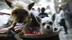Perros en una exposici�n canina.