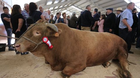 Algunos de los animales que se pudieron ver en Pedrafita