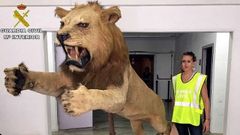 Así es el enorme león disecado que se vendía por 6.000 euros en Internet