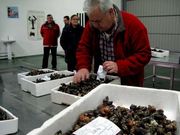 Una subasta de percebes en la lonja de Ribadeo.