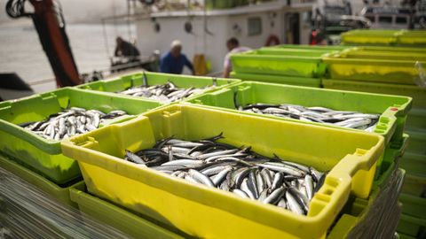 Descarga de anchoa en Portosín el 7 de agosto, cuando apareció un gran banco y hubo descargas masivas en varias lonjas de la zona