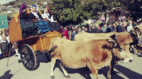 Dos vacas tiran del Carru de la Xana