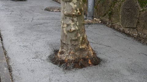 Detalle de los �rboles con el cemento pegado al tronco