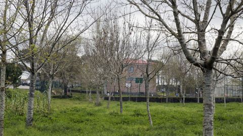 Bosque con entrada desde el patio del colegio