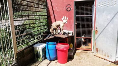 Perros en el albergue de Mieres