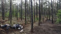 La capacidad desbrozadora del porco celta queda patente en esta imagen tomada en un monte de Friol.